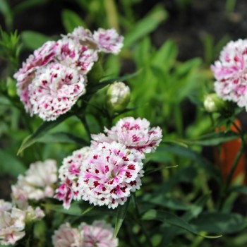 Bartnelke Royal Candy Mix (Samen)