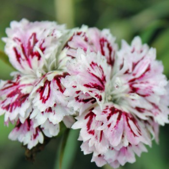 Bartnelke Royal Candy Mix (Samen)
