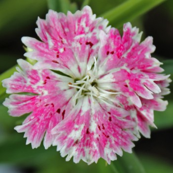 Bartnelke Royal Candy Mix (Samen)