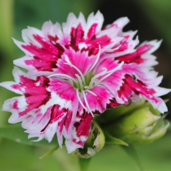 Bartnelke Royal Candy Mix (Samen)