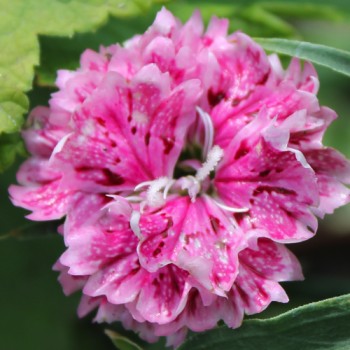 Bartnelke Royal Candy Mix (Samen)