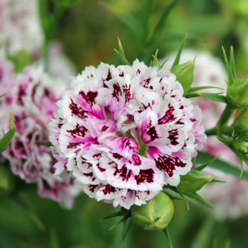 Bartnelke Royal Candy Mix (Samen)