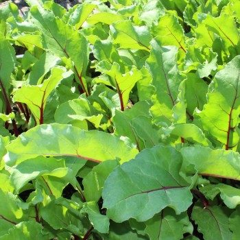 Beete Cylindra (Samen)