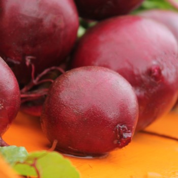 Beete Rote Kugel II (Samen)