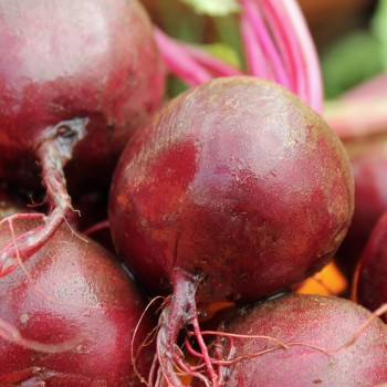Beete Rote Kugel II (Samen)