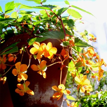 Begonie orange (Pflanze)