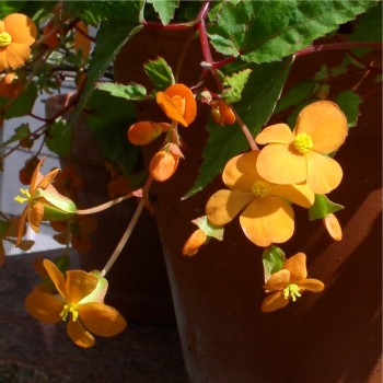 Begonie orange (Pflanze)