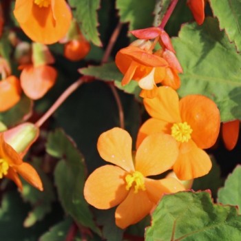 Begonie orange (Pflanze)