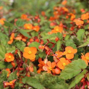 Begonie orange (Pflanze)