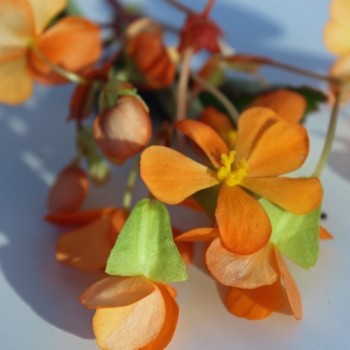 Begonie orange