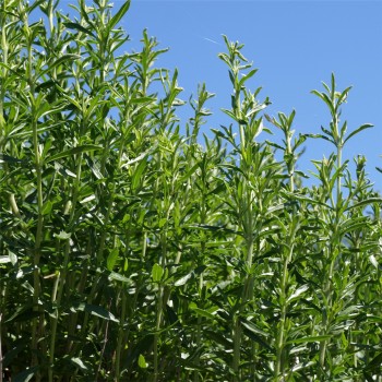 Bergbohnenkraut (Samen)
