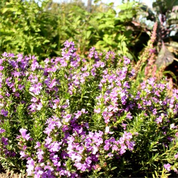 Bergbohnenkraut violett (Samen)