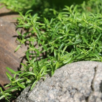 Bergbohnenkraut kriechend (Samen)