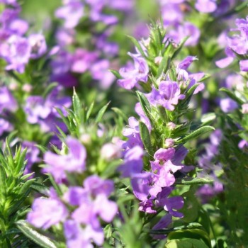 Bergbohnenkraut violett (Samen)