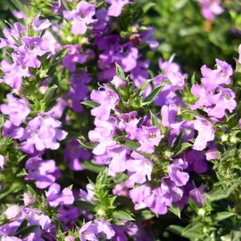 Bergbohnenkraut violett (Samen)