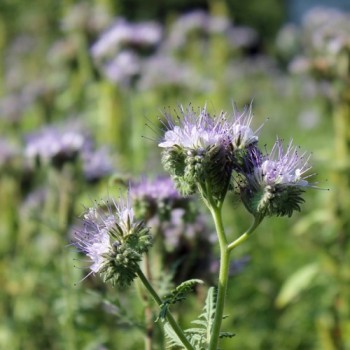 Gründüngung Bienenfreund (Samen)