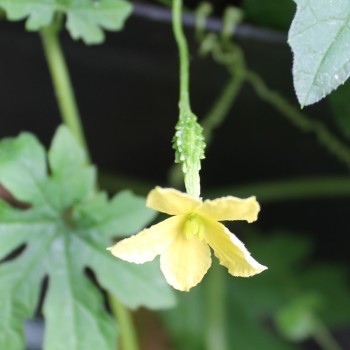Bittermelone Delicata Thorn (Samen)