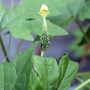 Bittermelone Small Baby (Samen)
