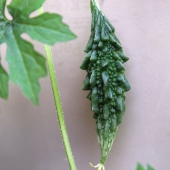 Bittermelone Small Baby (Samen)