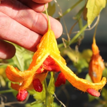 Bittermelone Small Baby (Samen)