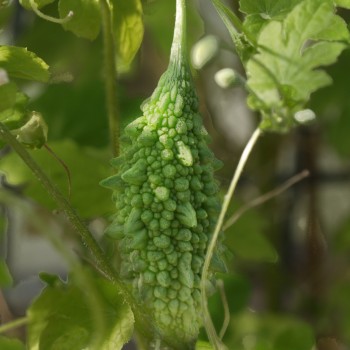Bittermelone Delicata Thorn (Samen)