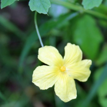 Bittermelone Thai Green (Samen)