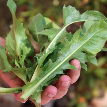 Blatt-Zichorie Scarola Cardoncella Barese (Samen)
