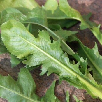 Blatt-Zichorie Scarola Cardoncella Barese (Samen)