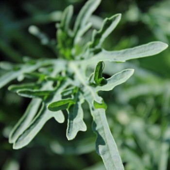 Blattkohl Jagallo (Samen)