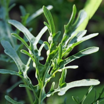 Blattkohl Jagallo (Samen)