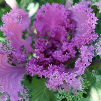 Blattkohl Ornamental (Samen)