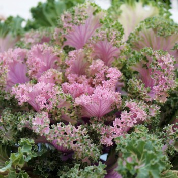 Blattkohl Ornamental (Samen)
