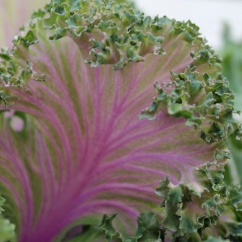 Blattkohl Ornamental (Samen)