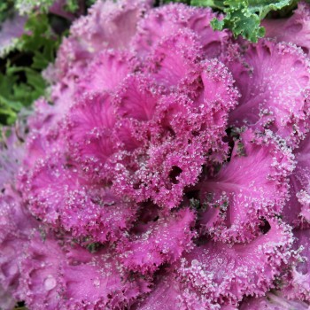 Blattkohl Ornamental (Samen)