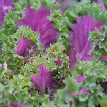 Blattkohl Ornamental (Samen)