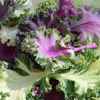 Blattkohl Ornamental (Samen)