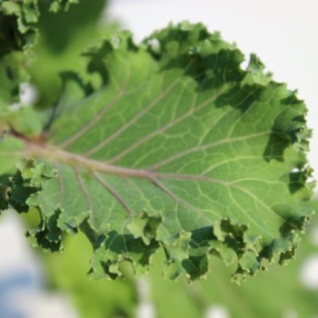 Blattkohl Ornamental (Samen)