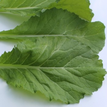 Blattsenf Florida Broadleaf (Samen)
