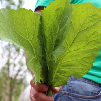 Blattsenf Florida Broadleaf (Samen)