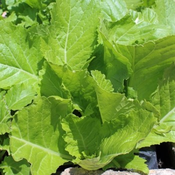 Blattsenf Florida Broadleaf (Samen)
