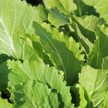 Blattsenf Florida Broadleaf (Samen)