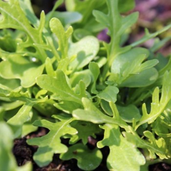 Blattsenf Green Frills (Samen)