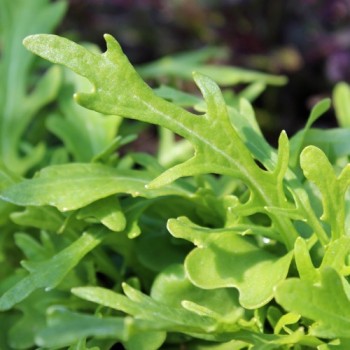 Blattsenf Green Frills (Samen)