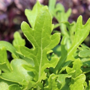 Blattsenf Green Frills (Samen)