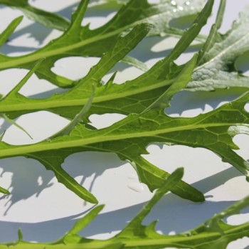 Blattsenf Green Frills (Samen)