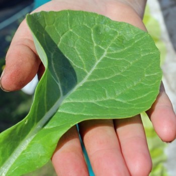 Blattsenf Tendergreen (Samen)