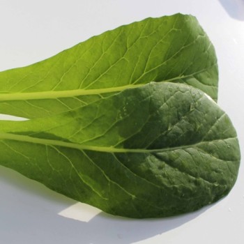Blattsenf Tendergreen (Samen)