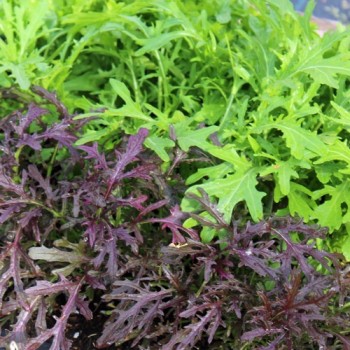Blattsenf Green Frills (Samen)