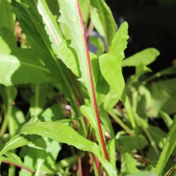 Schnittzichorie Agrio Red Stem (Samen)
