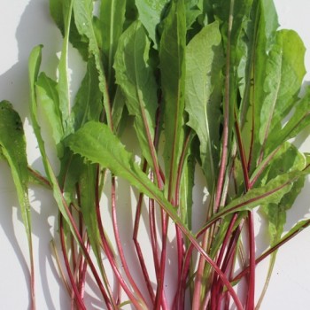 Schnittzichorie Agrio Red Stem (Samen)